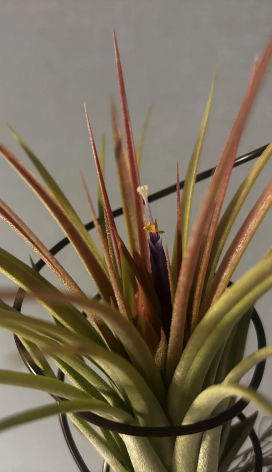 ティランジア　イオナンタ　コーンヘッド