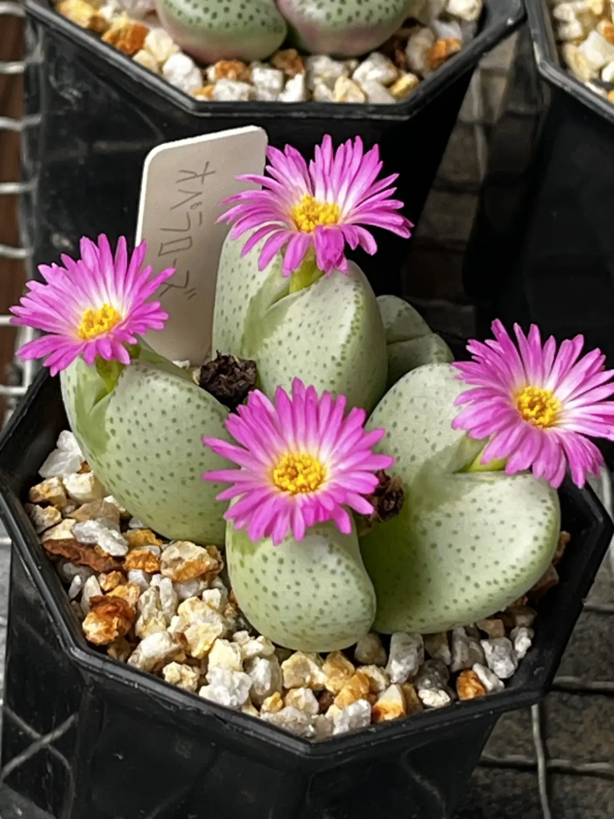 コノフィツム　オペラローズ　花