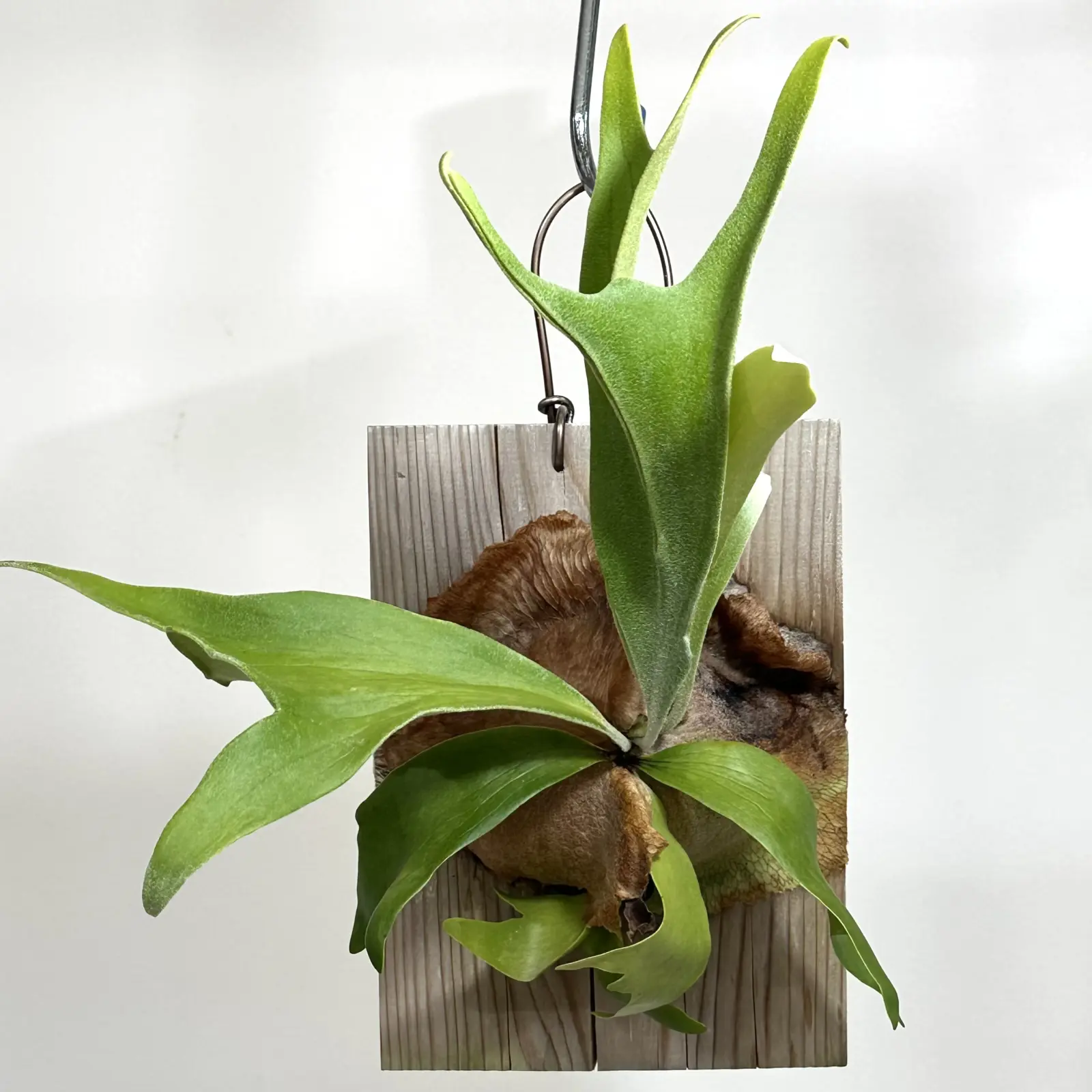 ビカクシダ　ネザーランド