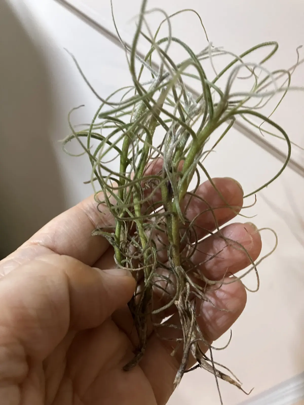 ティランジア　マレモンティ　発見