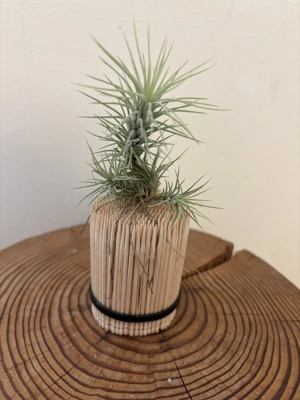 ティランジア　札落ち