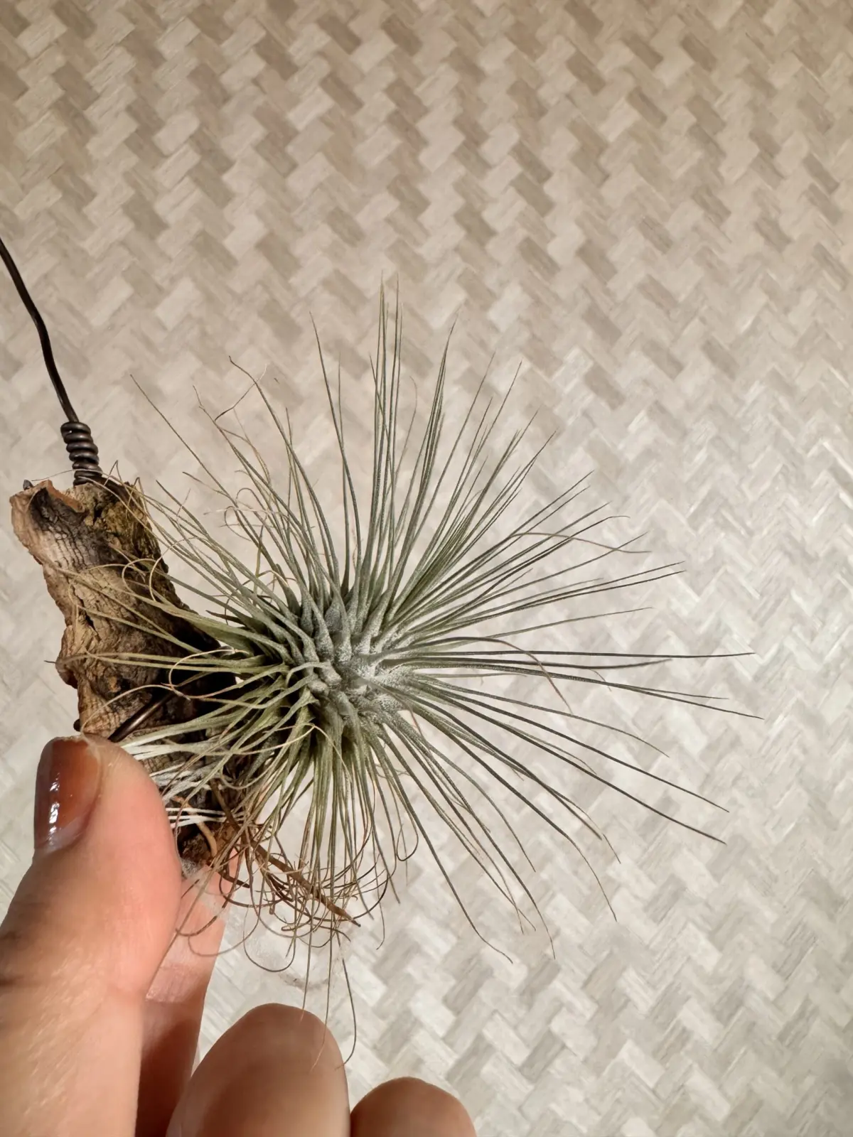 ティランジア　フックシーグラシリス