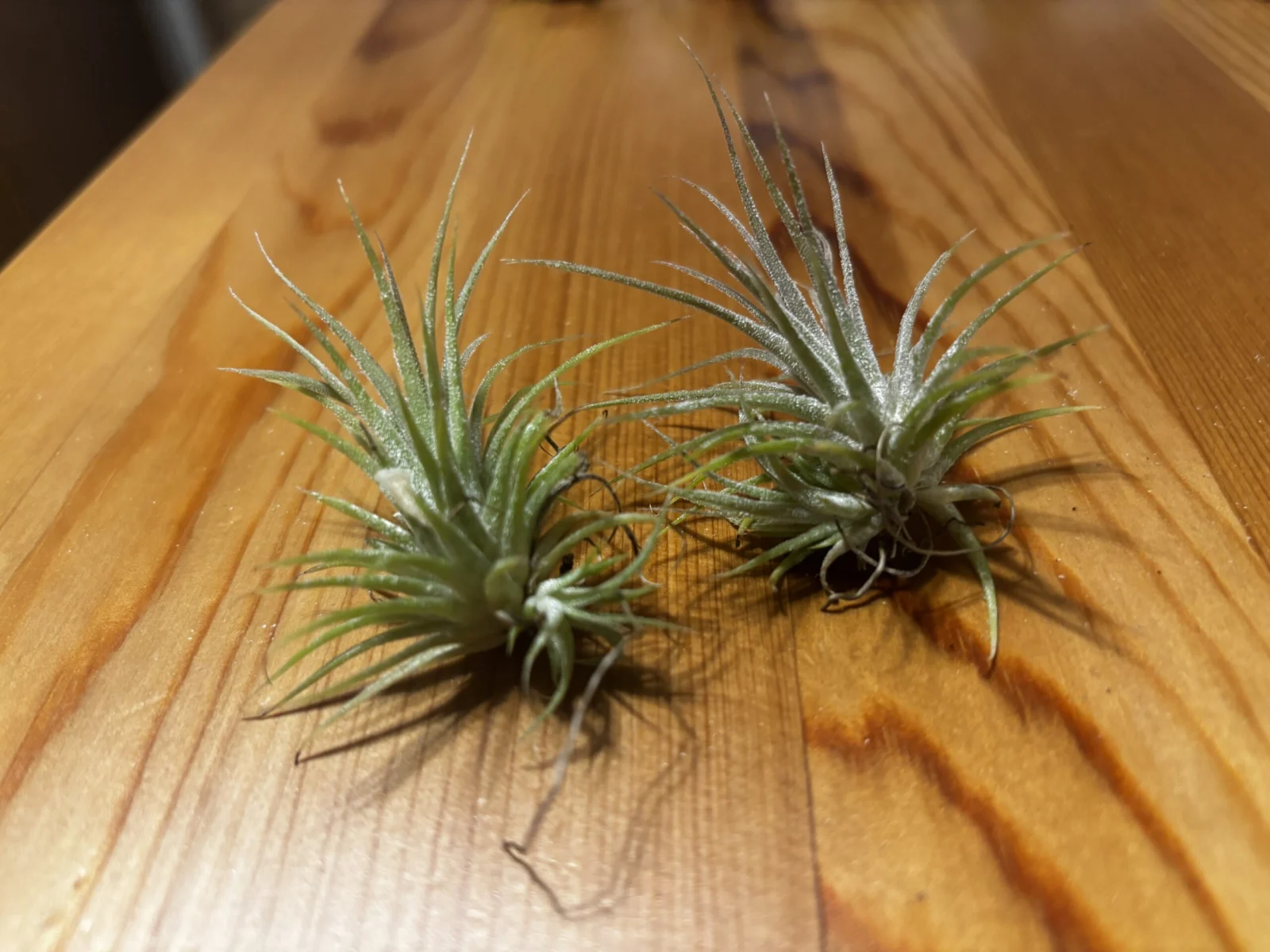 イオナンタ (ダイソー)