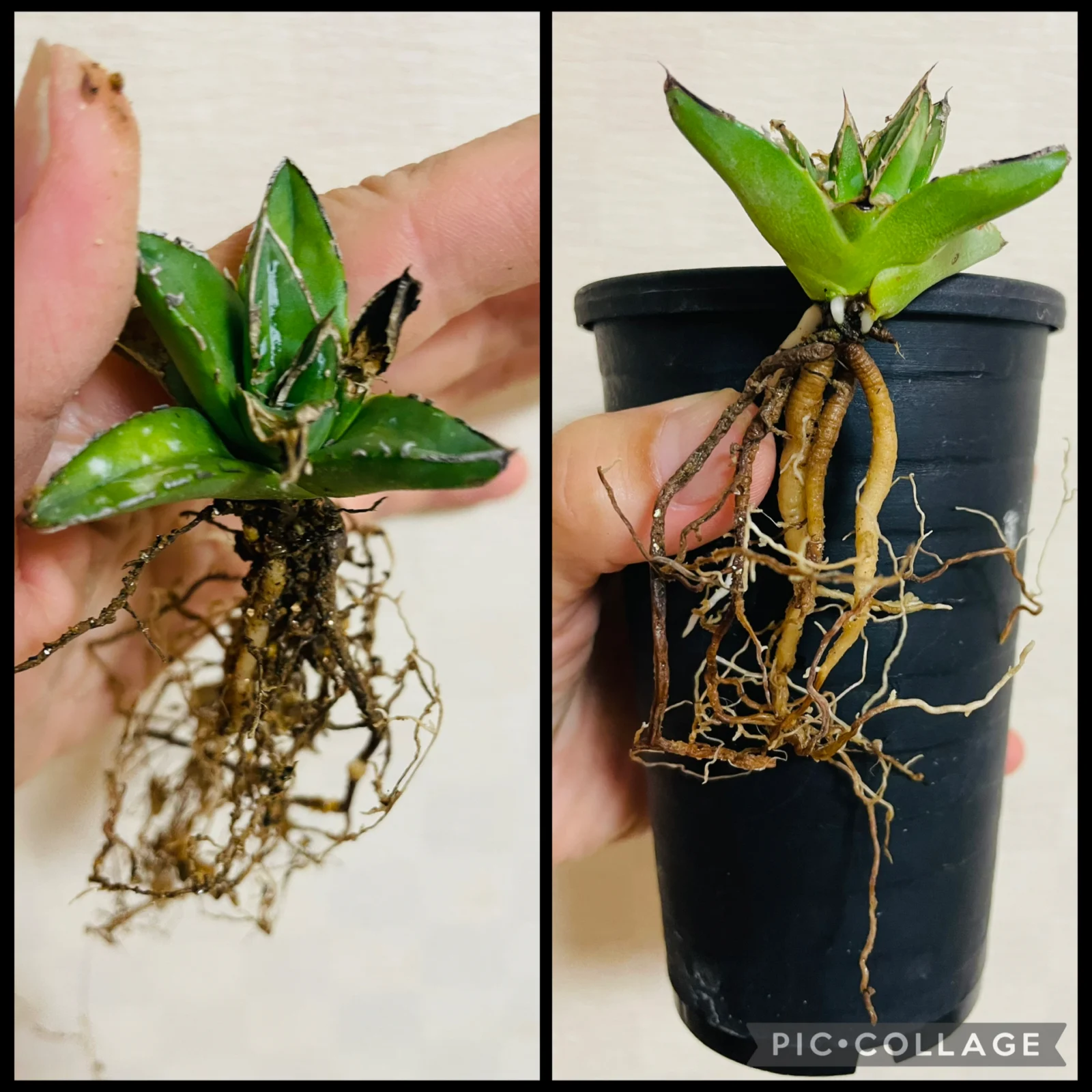 アガベ　笹の雪　子株　植え替え