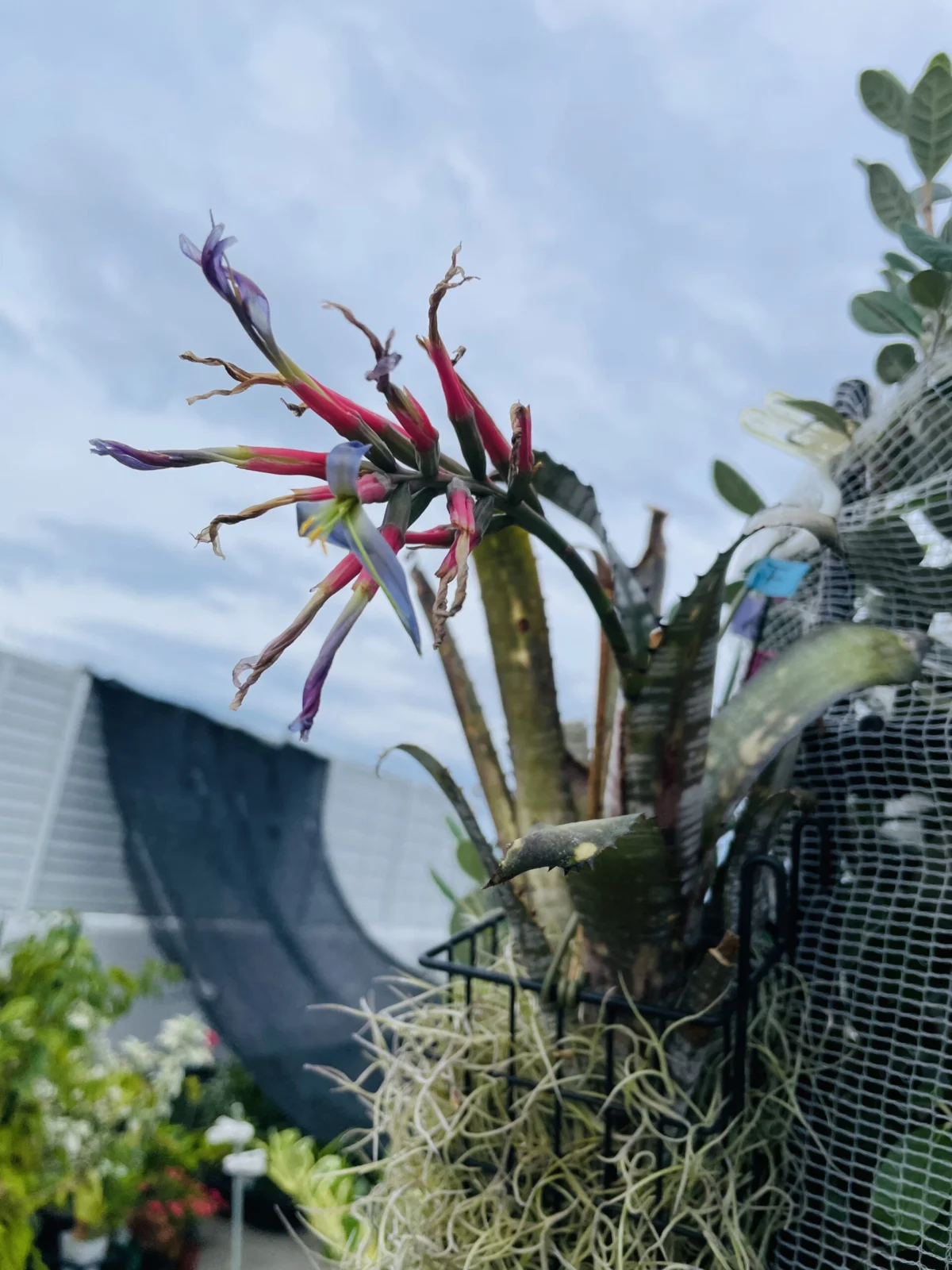 ビルベルギア　パイプライン　今朝の花