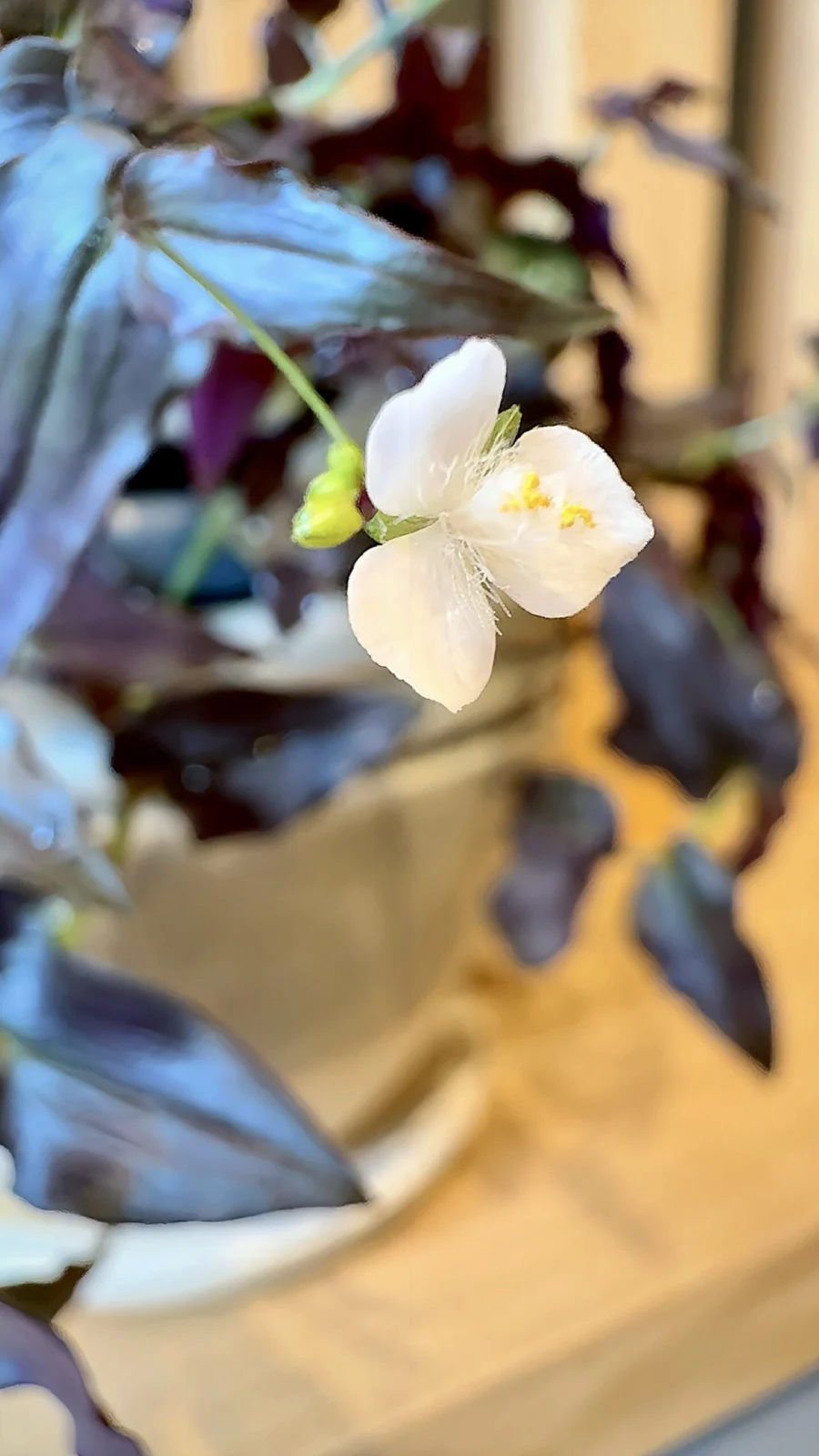 トラディスカンティア　パープルブライダルベール