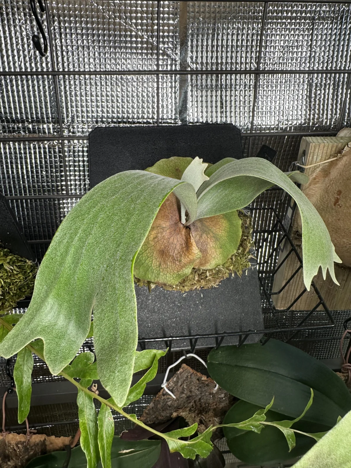 ビカクシダ ジョー PBP