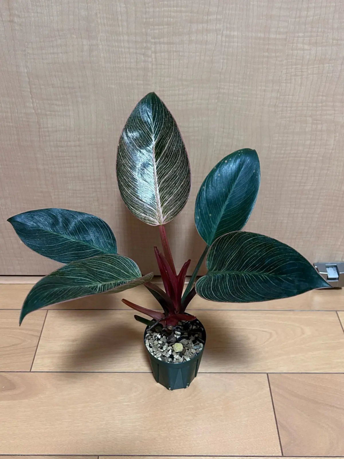 フィロデンドロン ピンクバーキン　②