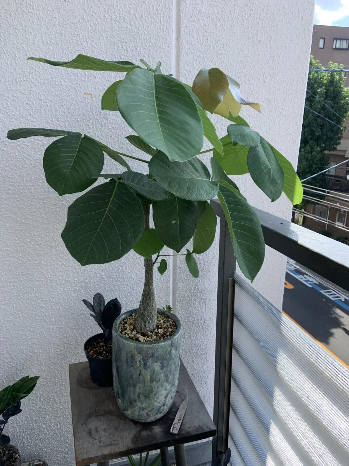 プセウド　ボンバックス