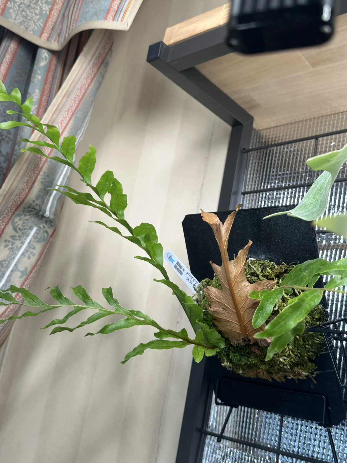 ドリナリア コロナンス PBP