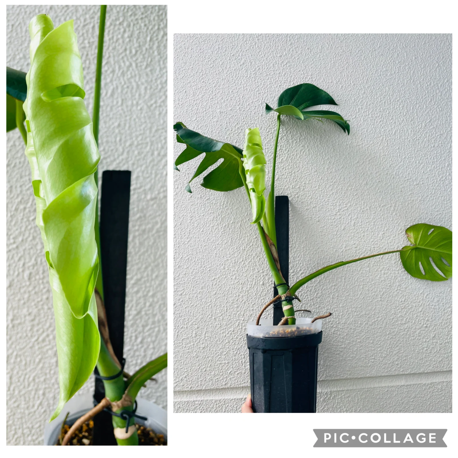 モンステラ 100均 新芽