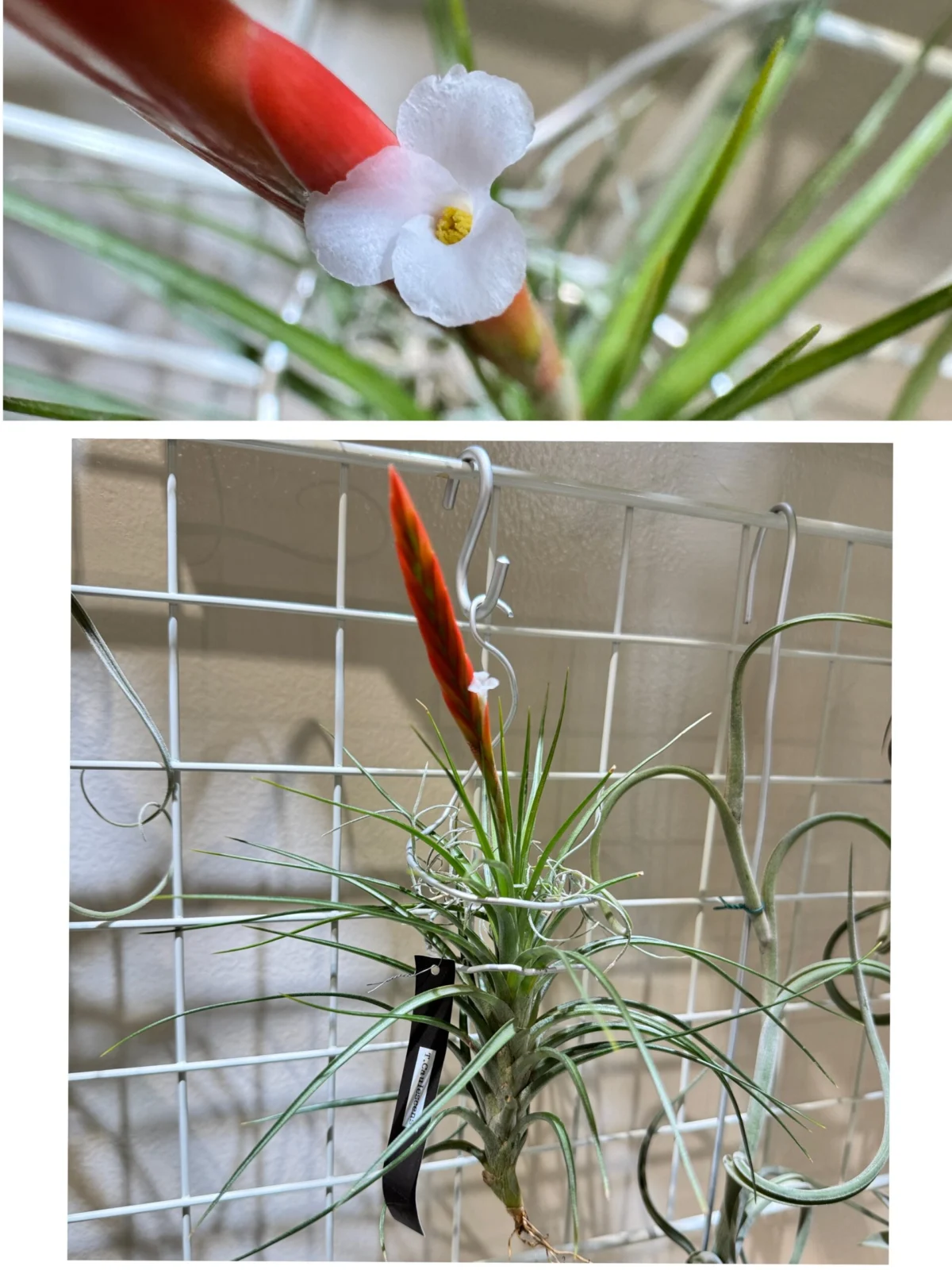 ティランジア カウレッセンス