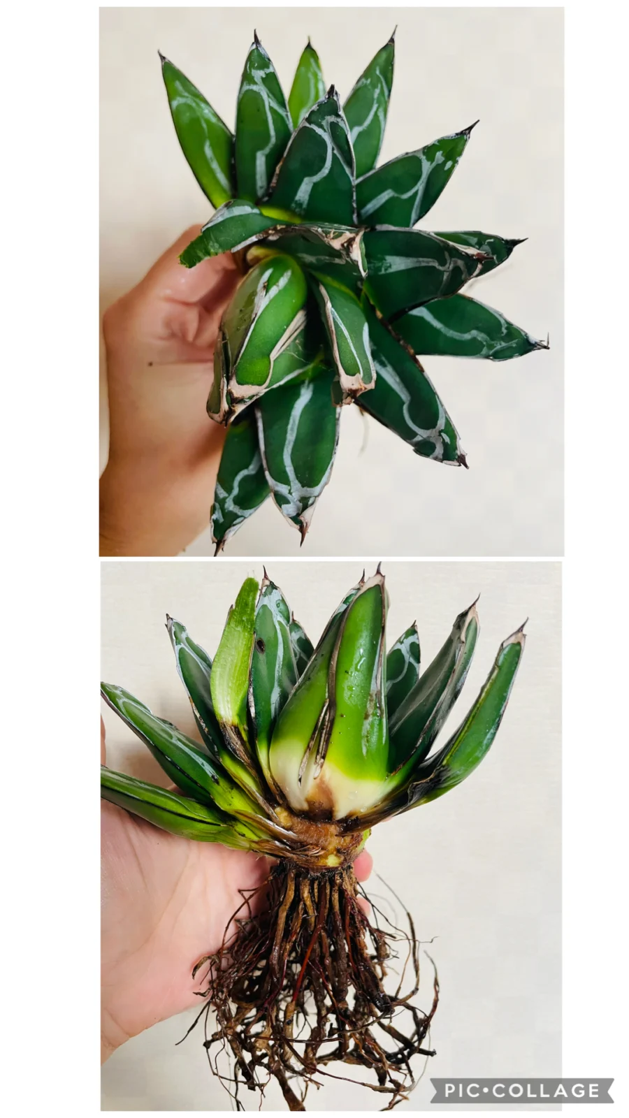 アガベ　笹の雪　親株　植え替え