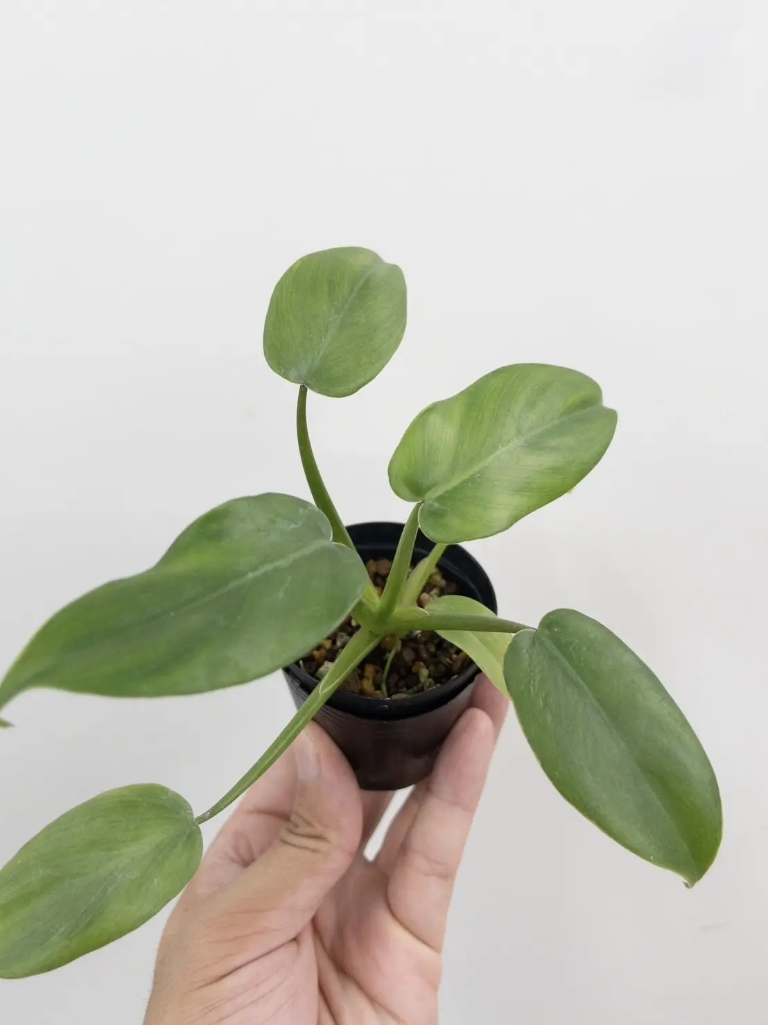 フィロデンドロン トリパーティツム