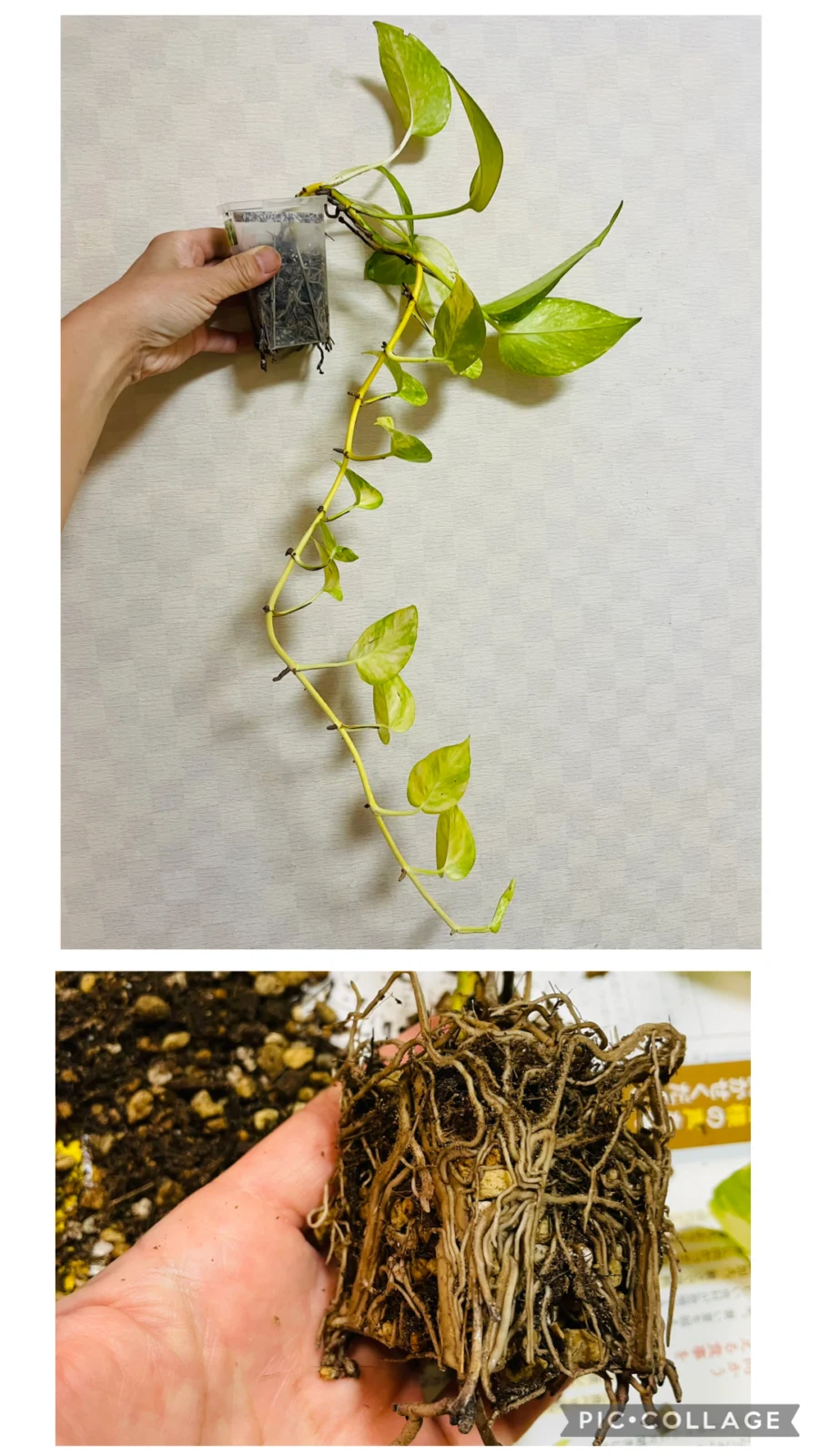ポトス　テルノロビン　植替え記録