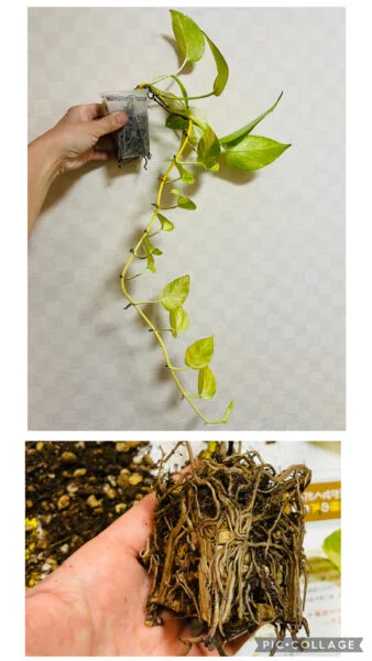 ポトス　テルノロビン　植替え記録