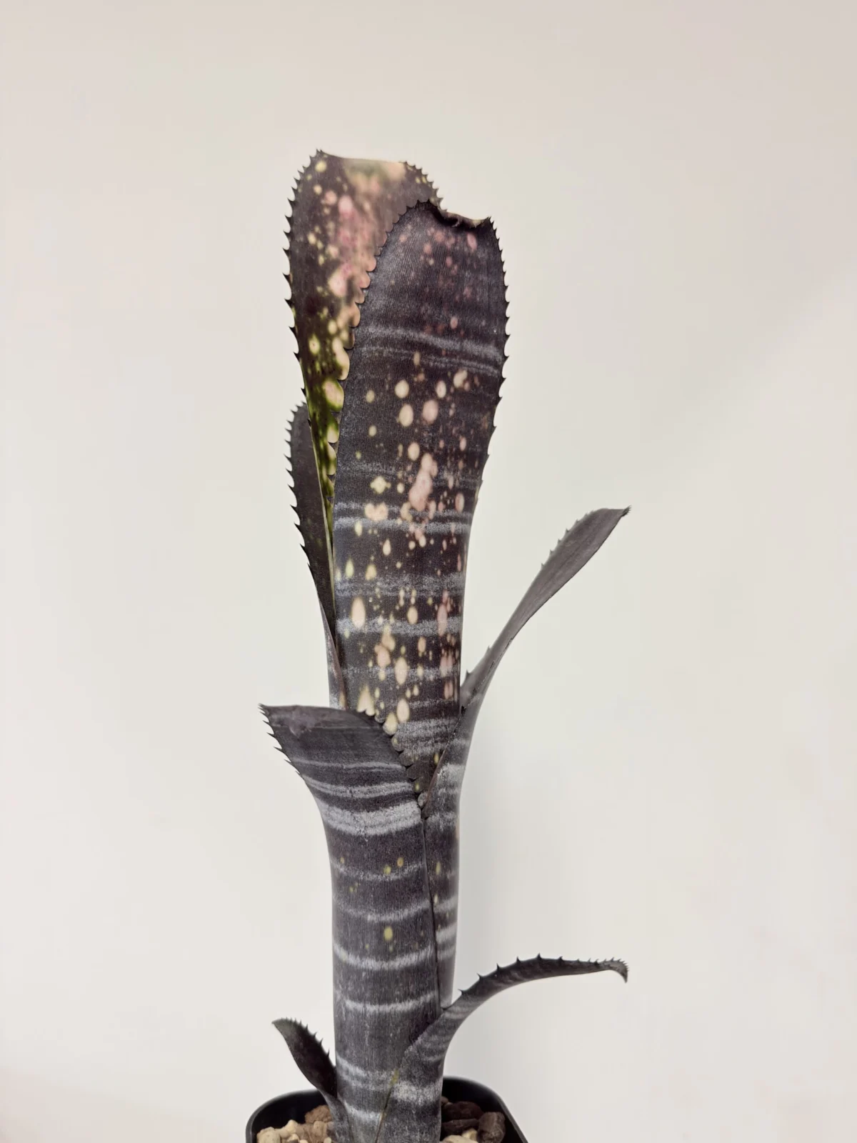 ビルベルギア　ミッドナイトサン