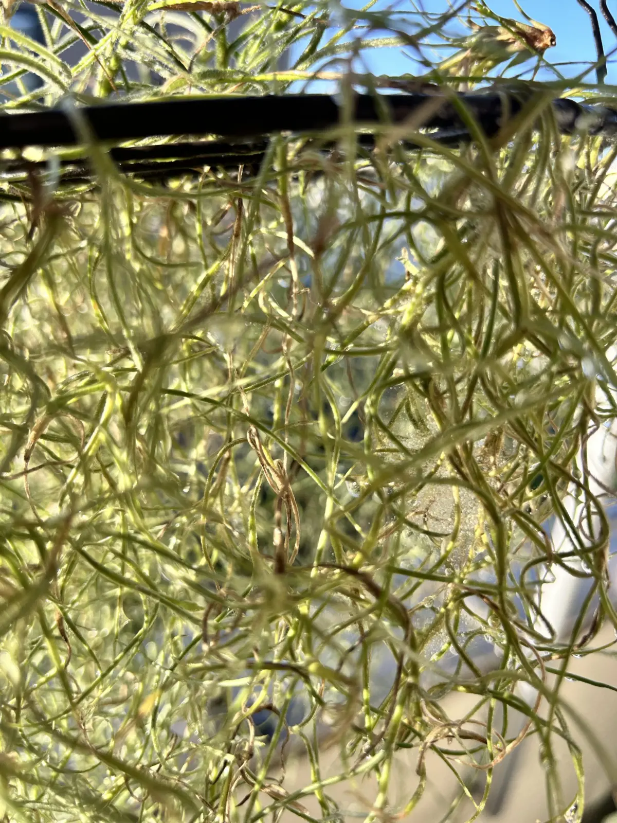 ティランジア/ウスネオイデス