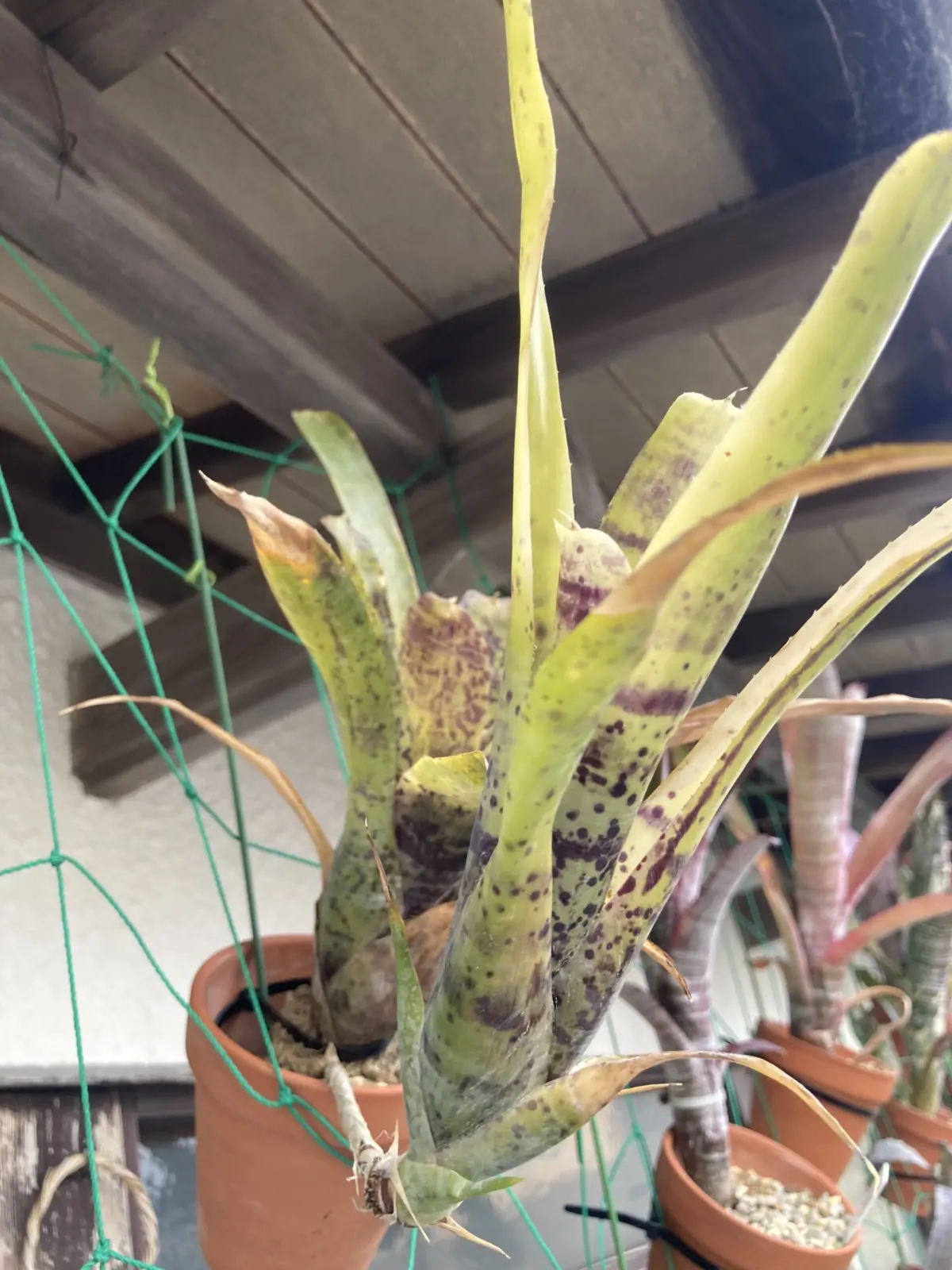 ネオレゲリア パウシフローラ