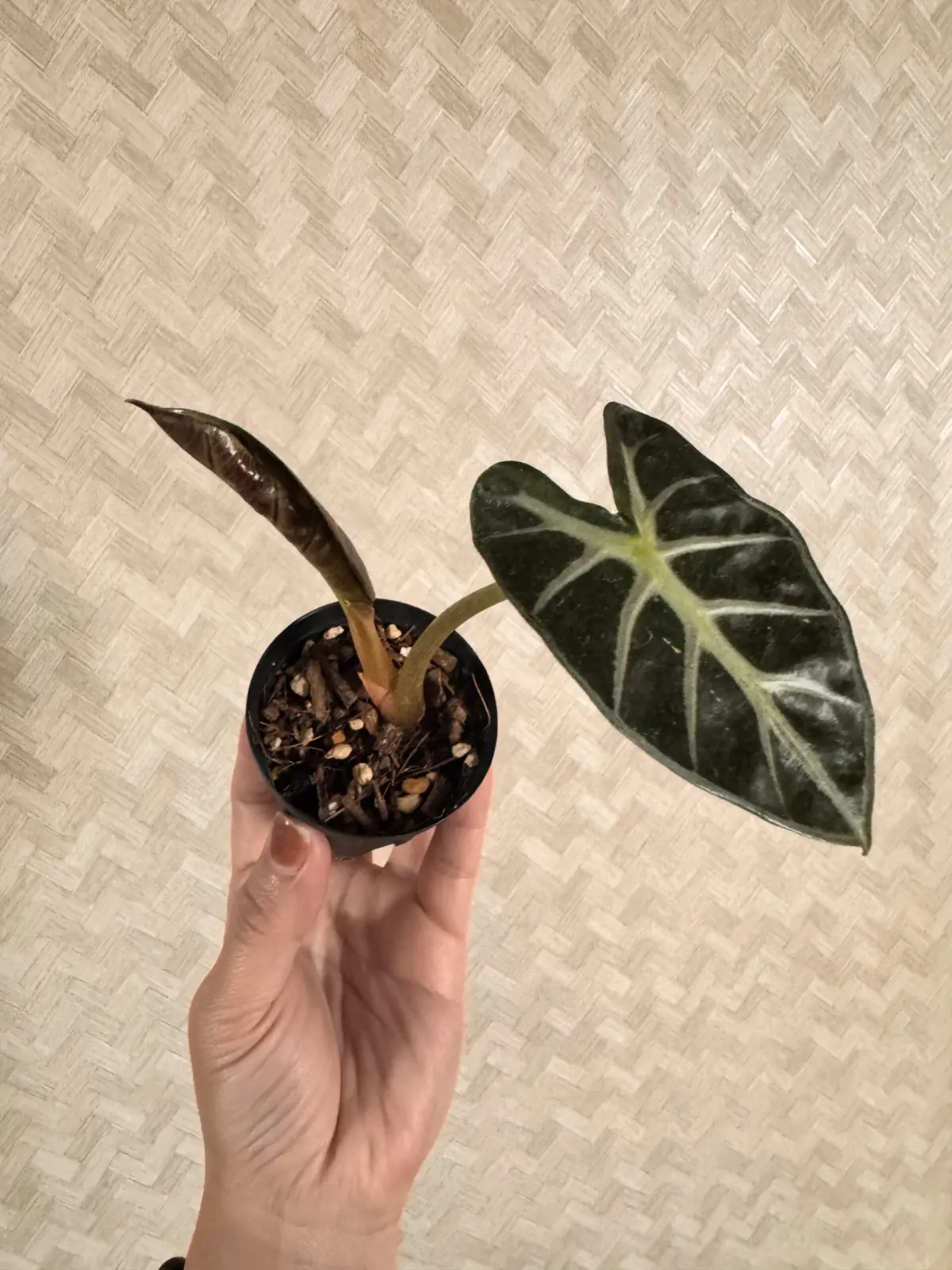 アロカシア　ハートバルーン