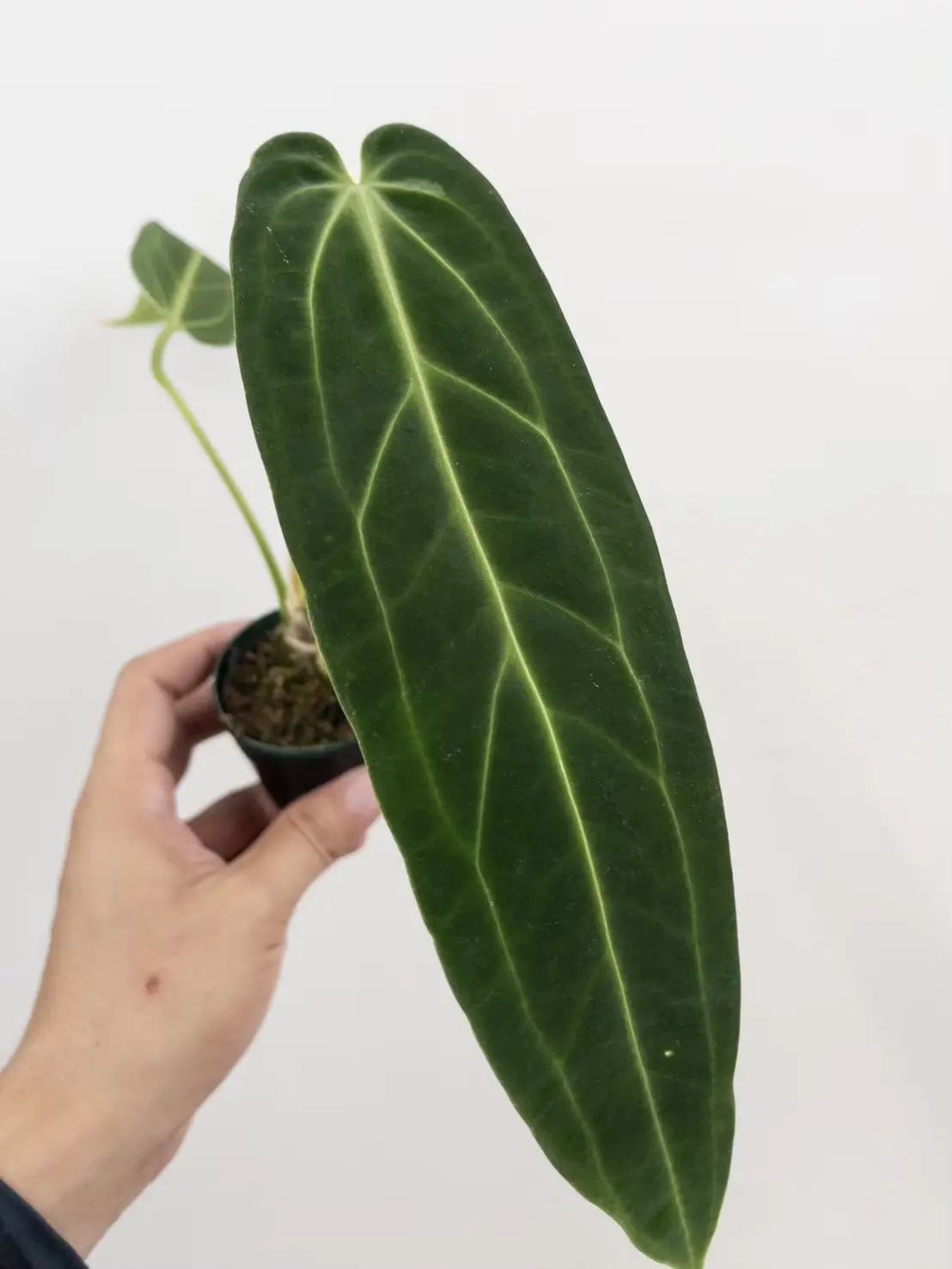 アンスリウム ワロクアナム