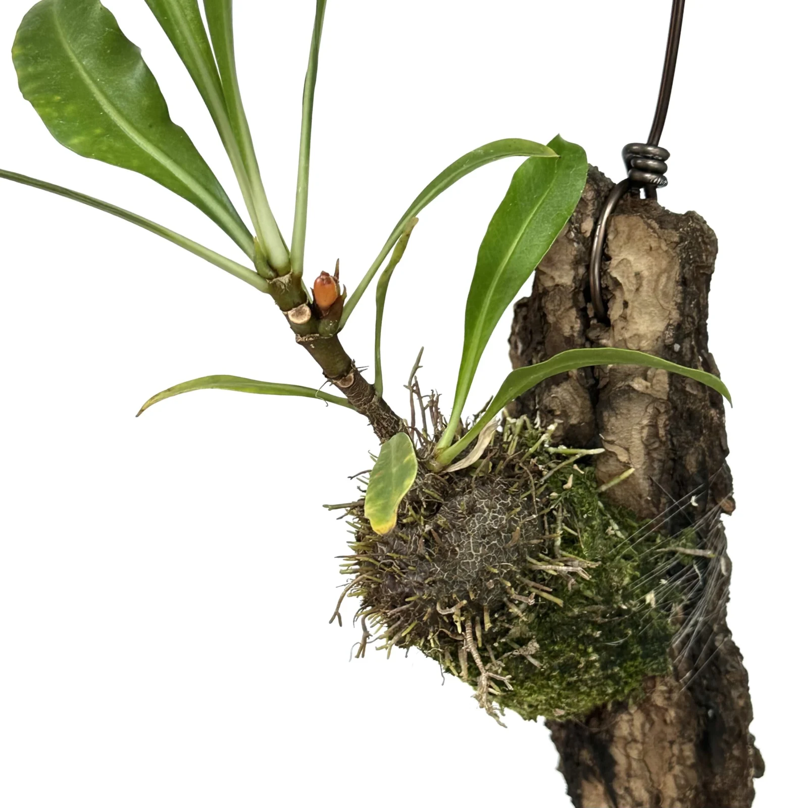 ミルメフィツム　ベッカリー　蟻植物