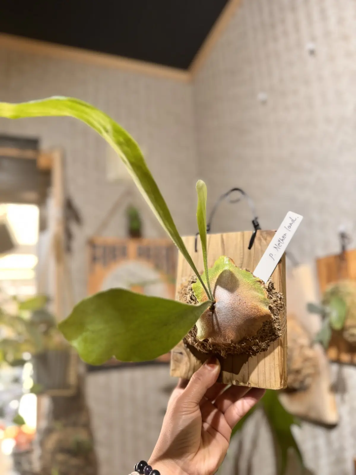 ビカクシダ　ネザーランド