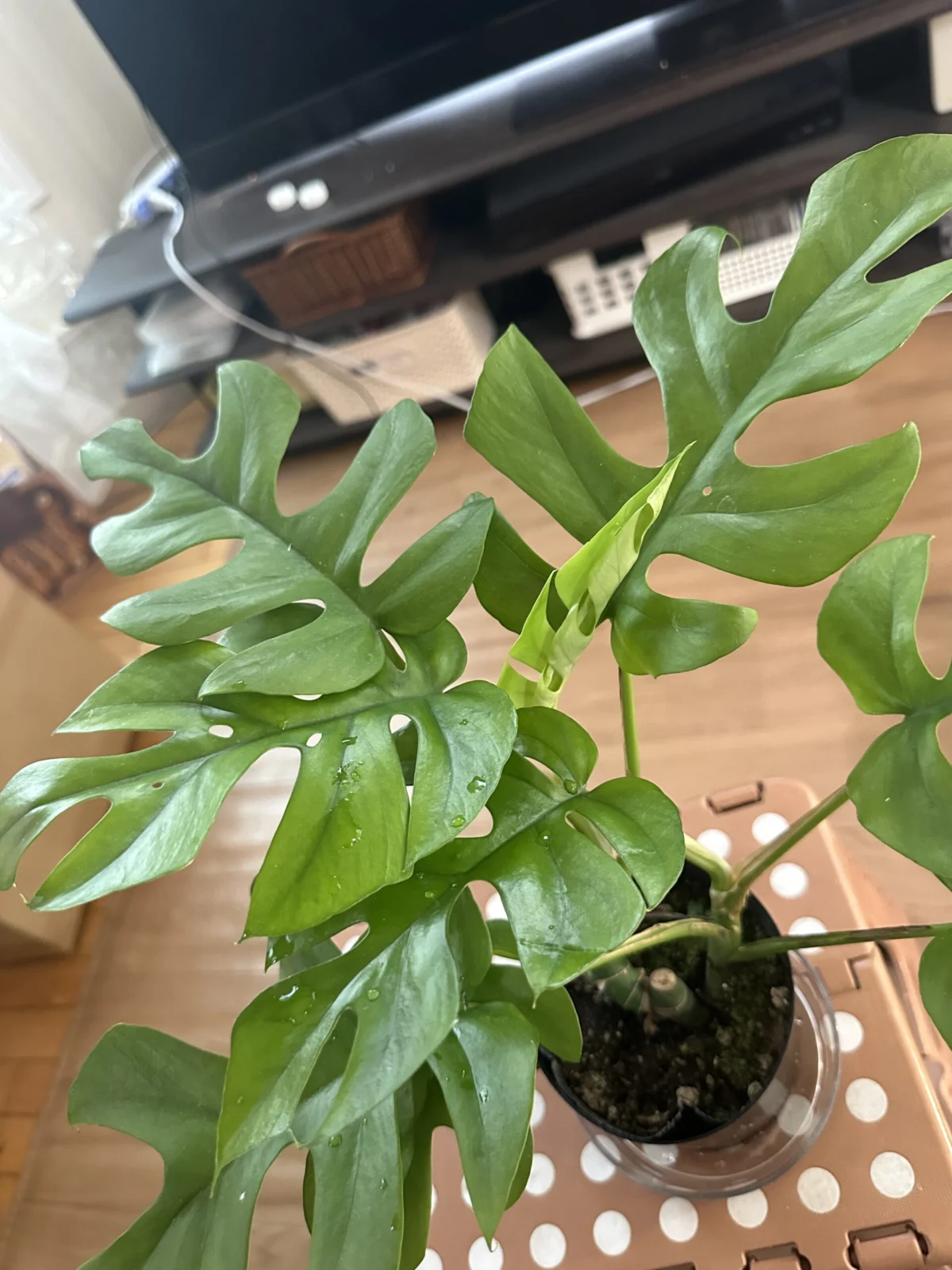 ヒメモンステラ