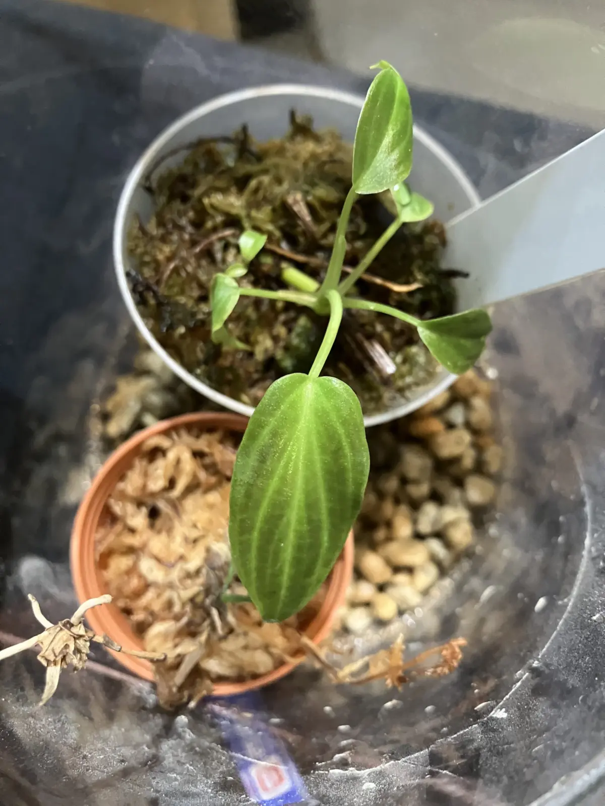 フィロデンドロン　ベルコーサム