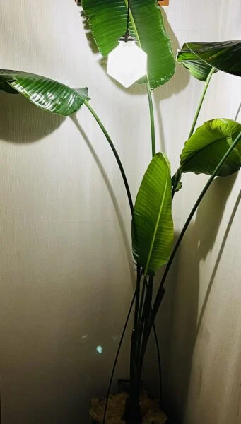 ストレリチア　オーガスタ？