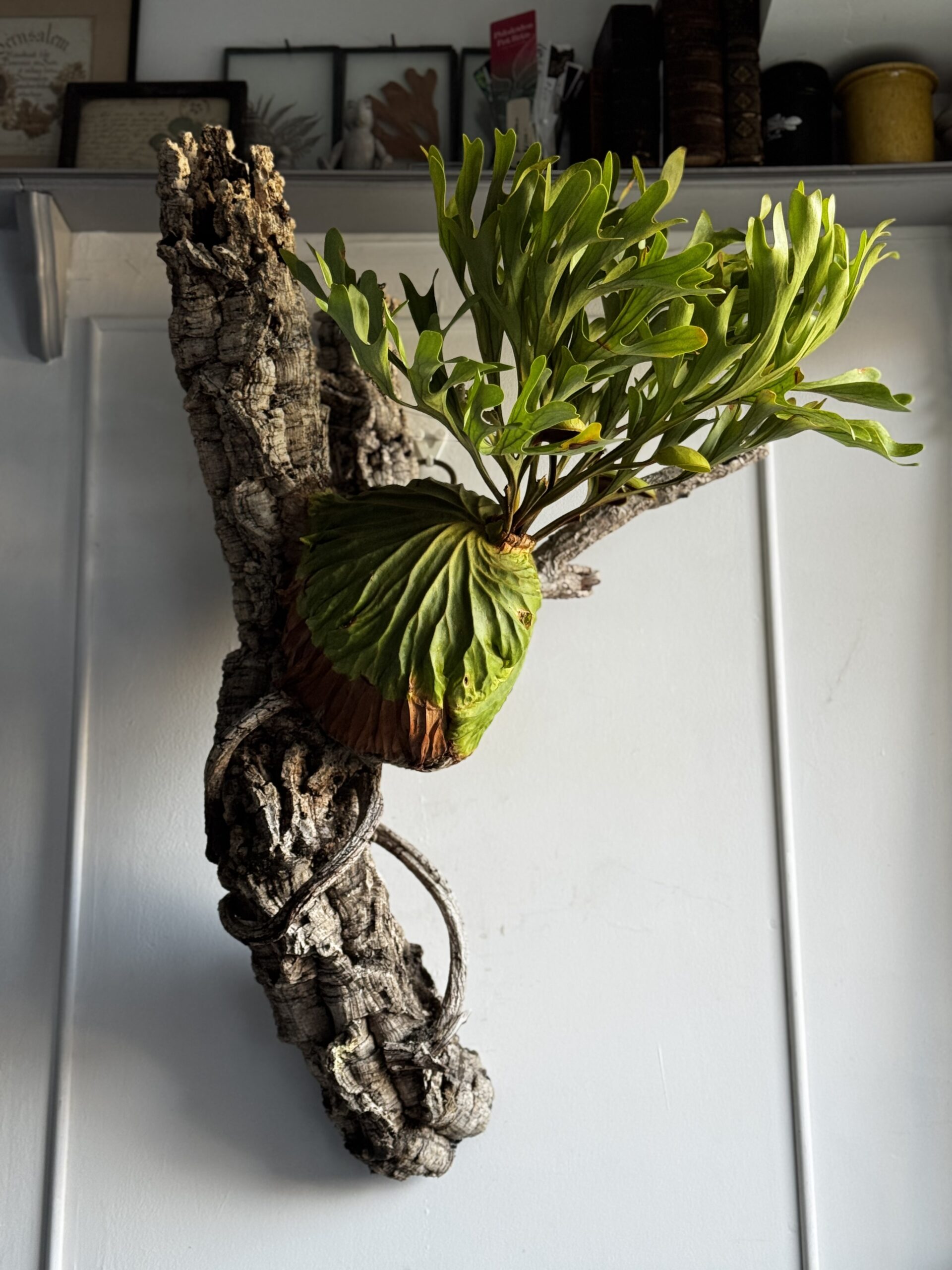 ビカクシダ　リドレイ