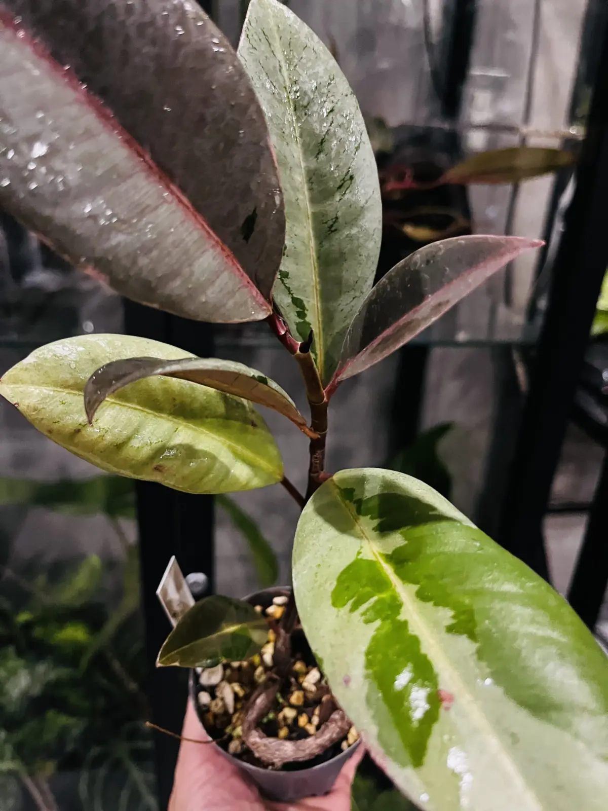 フィカス　ブルールビー