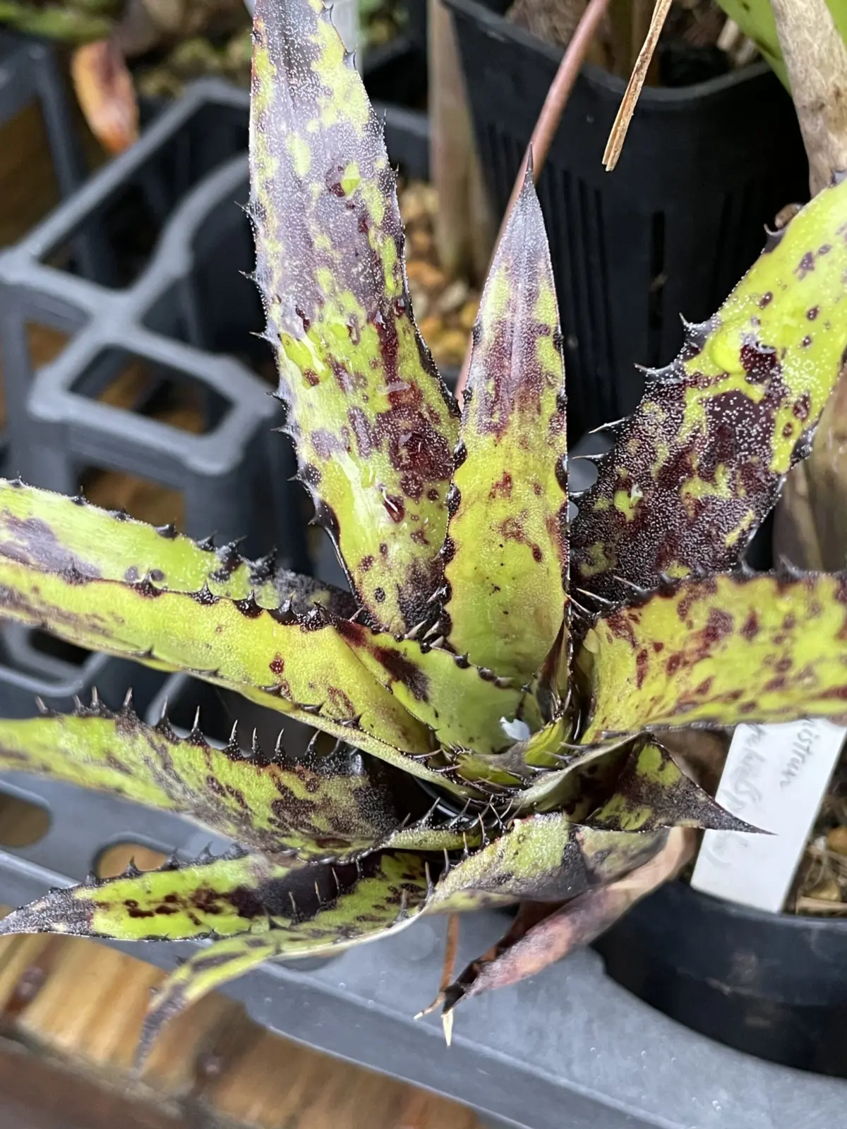 カニストラム　トリアングラレ　スパイニー