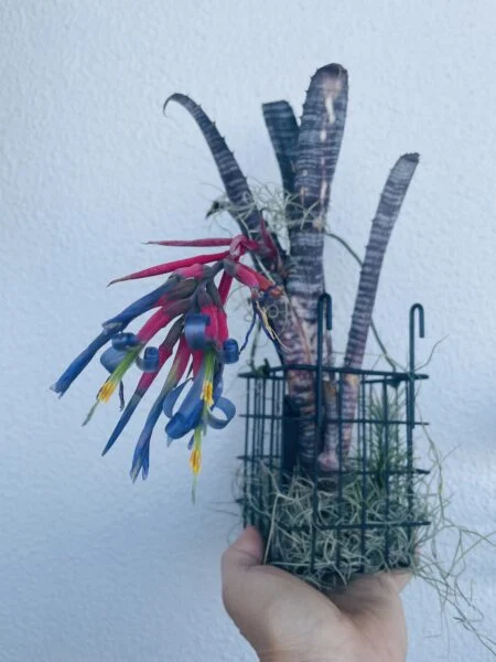 ビルベルギア パイプライン 花 ウスネ植え ウスネ仕立て