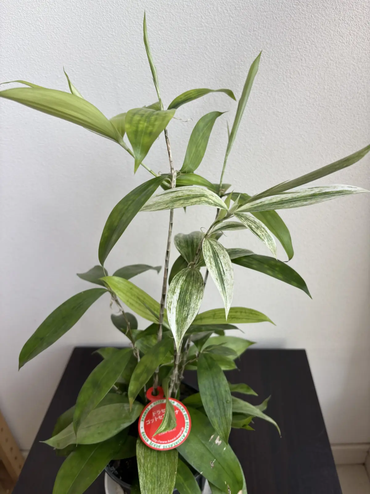 ドラセナ　ゴットセフィアナ