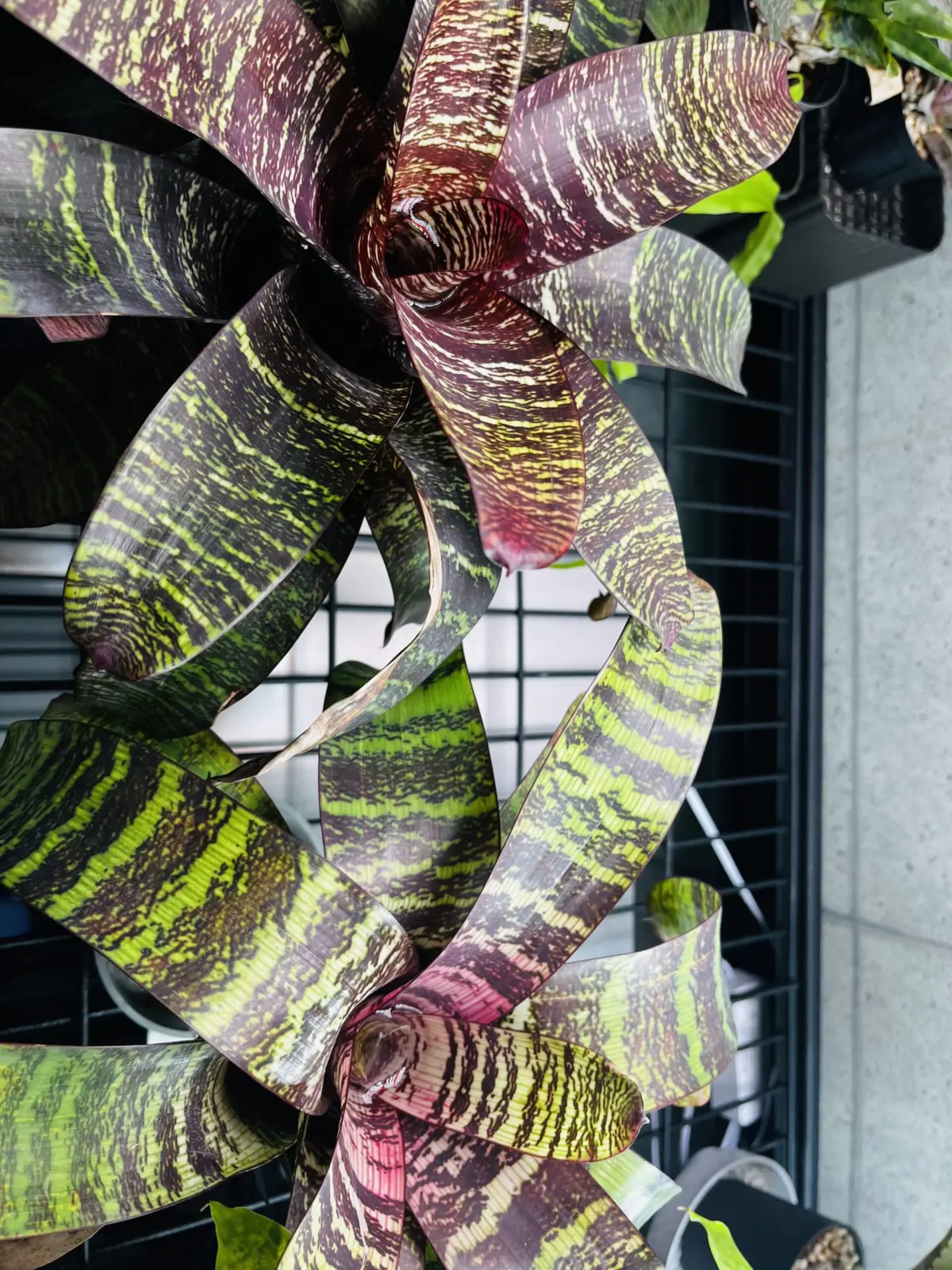 フリーセア　レッドチェスナット　顔色違う