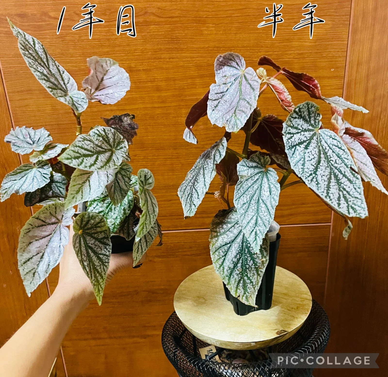 ベゴニア　木立性ベゴニア　モーリスエイミー　モーリスアミー　挿木株
