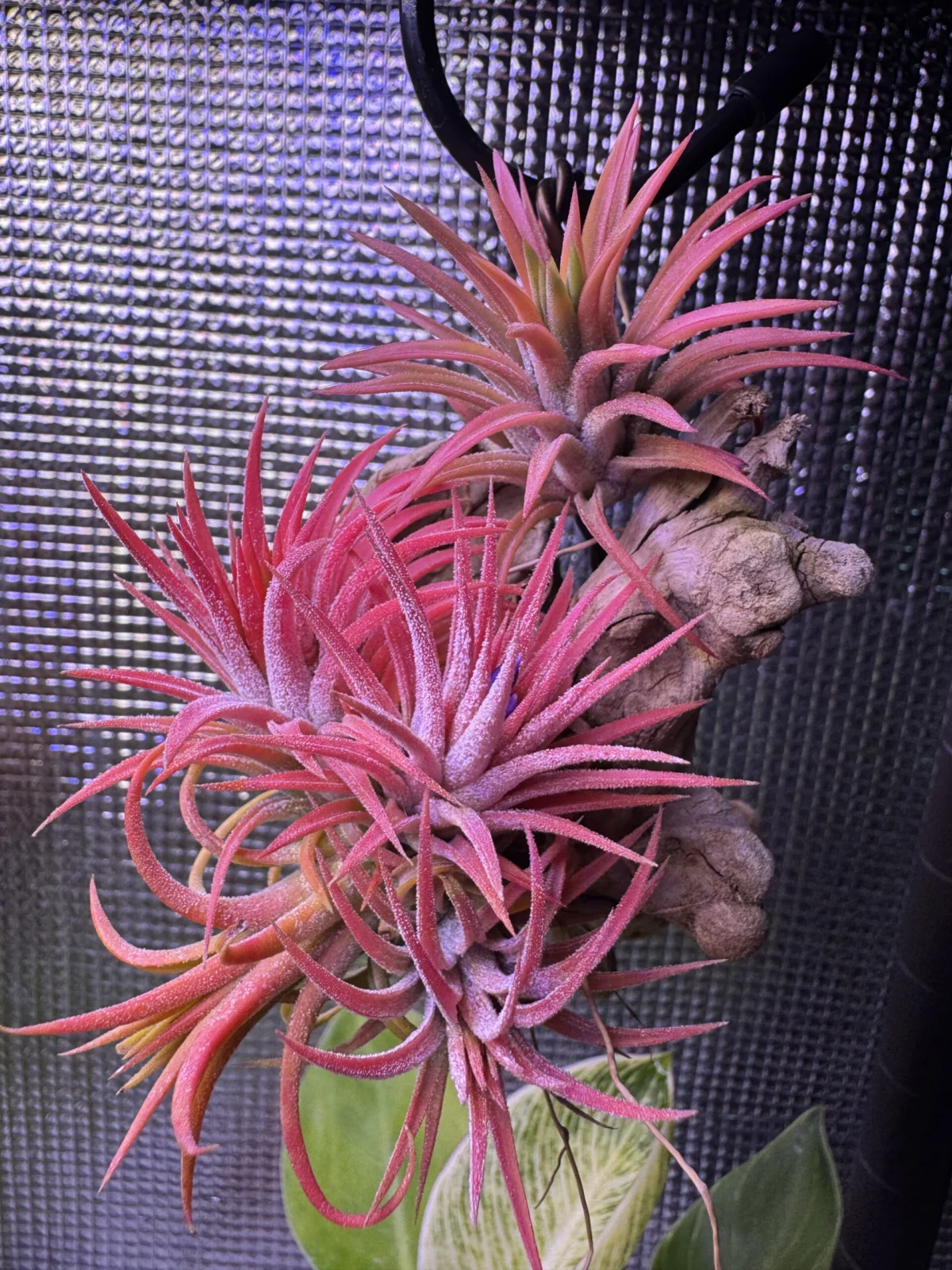 ティランジア　イオナンタ　フロムハワイ　オールウェイズピンク