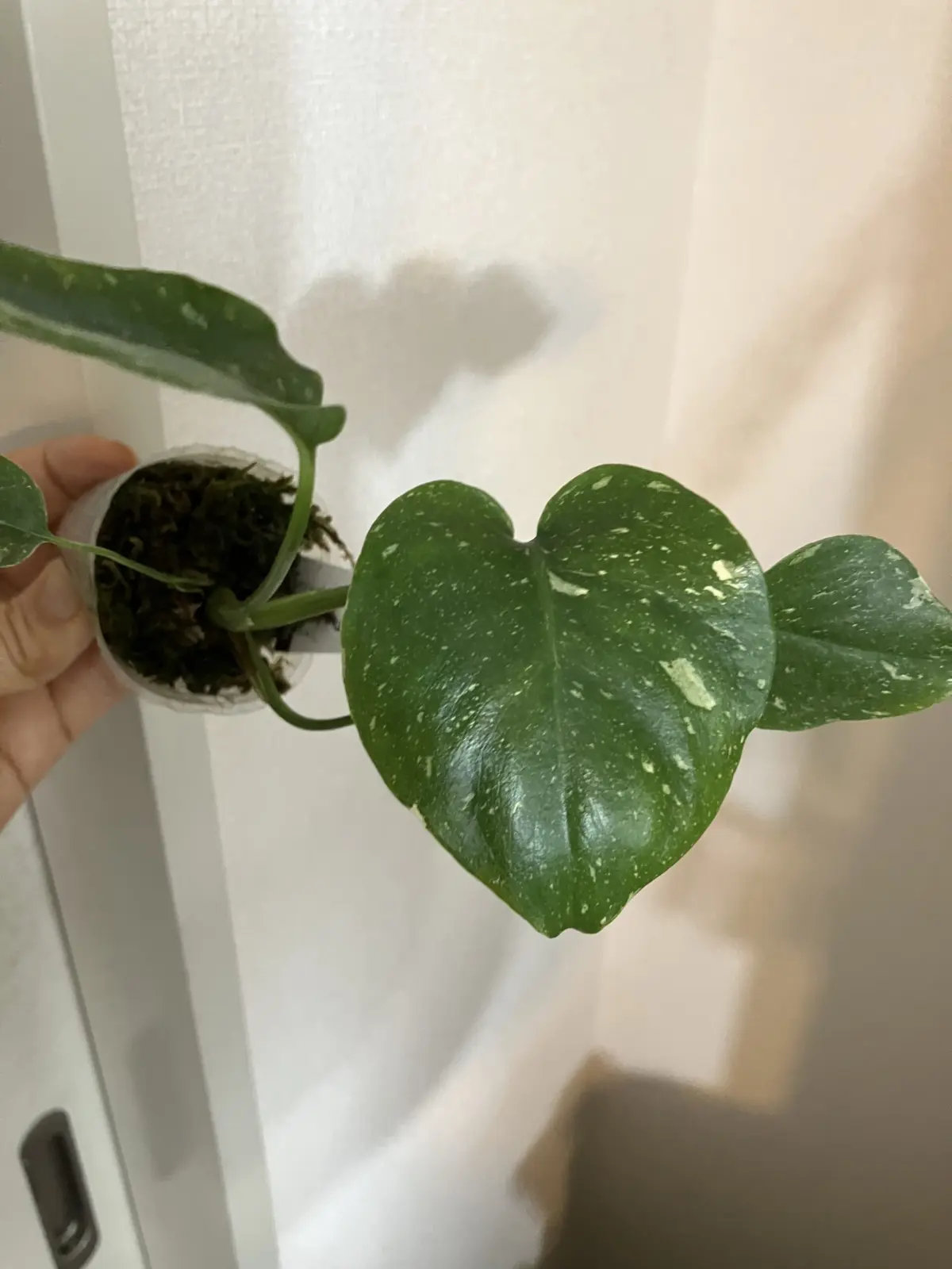 モンステラ タイコンステレーション