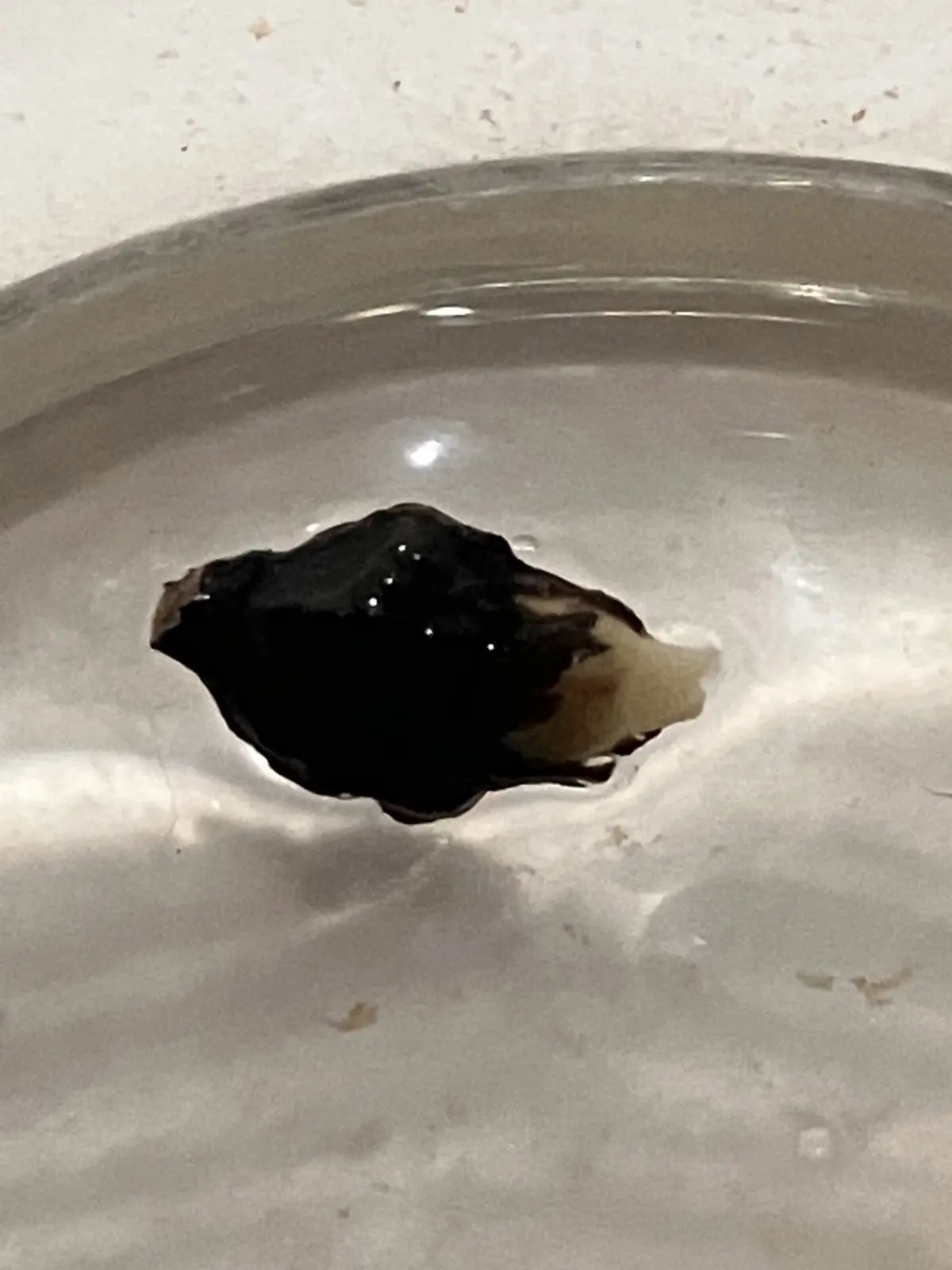 アロカシア　芋