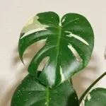 RiYoのアバター