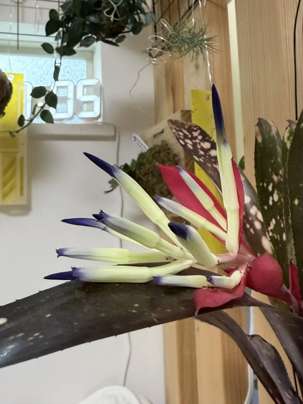 ビルベルギア　ハレルヤ