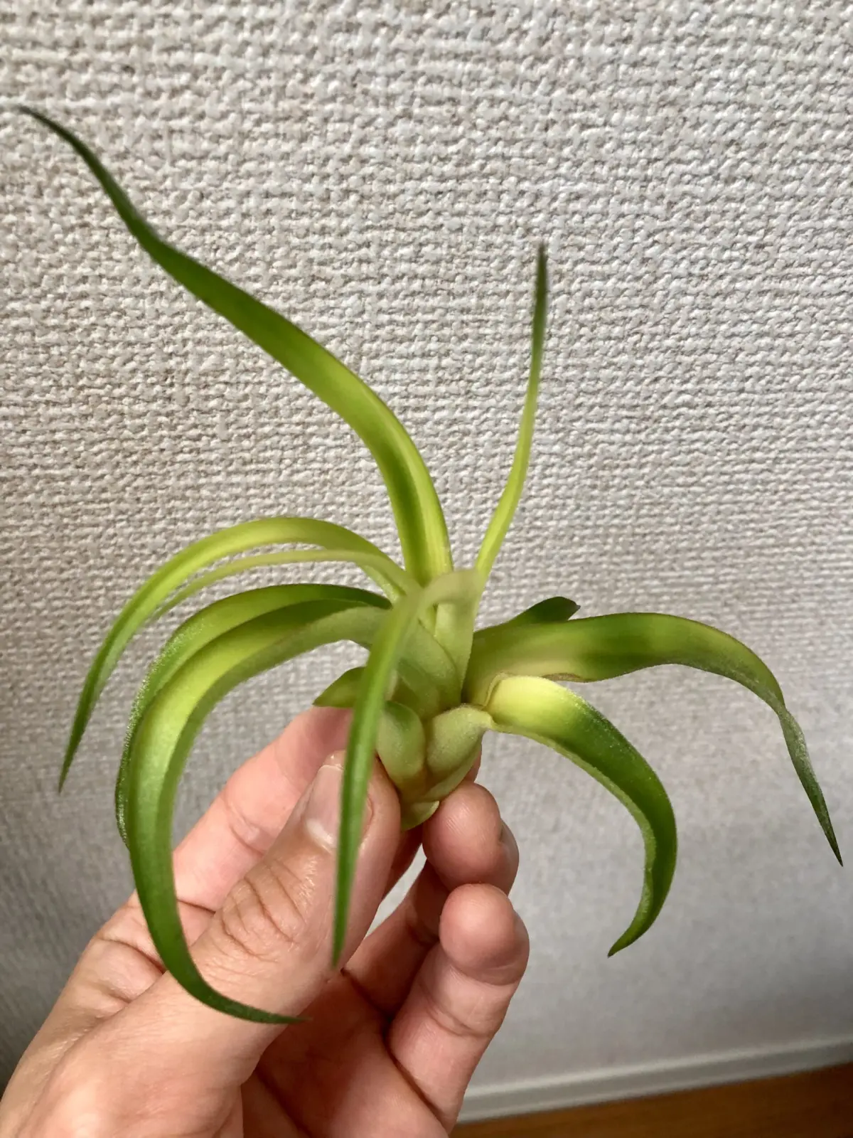 ティランジア　ストレプトフィラ