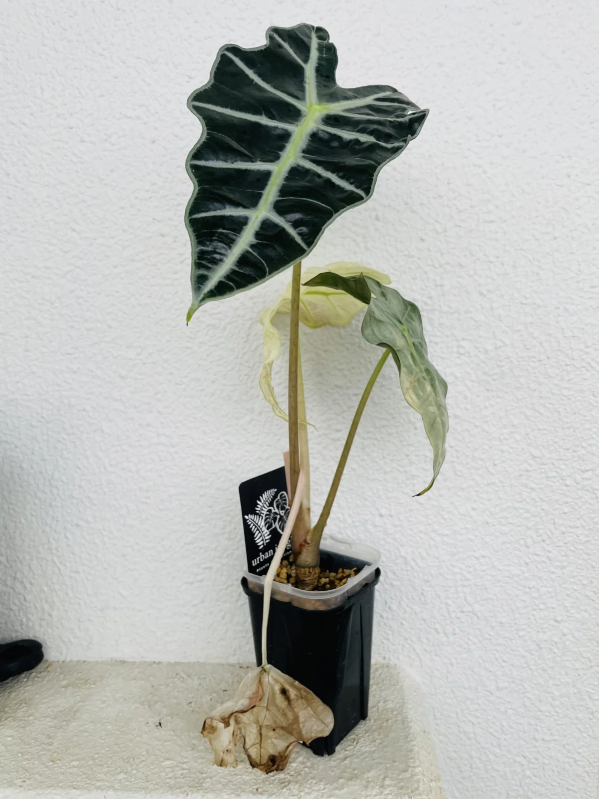 アロカシア　アマゾニカ　ポリー　ミントバリエガータ