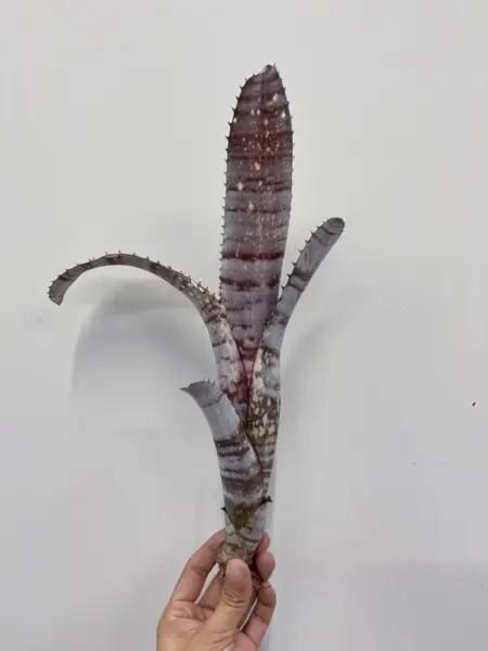 ビルベルギア ブラッダイズ