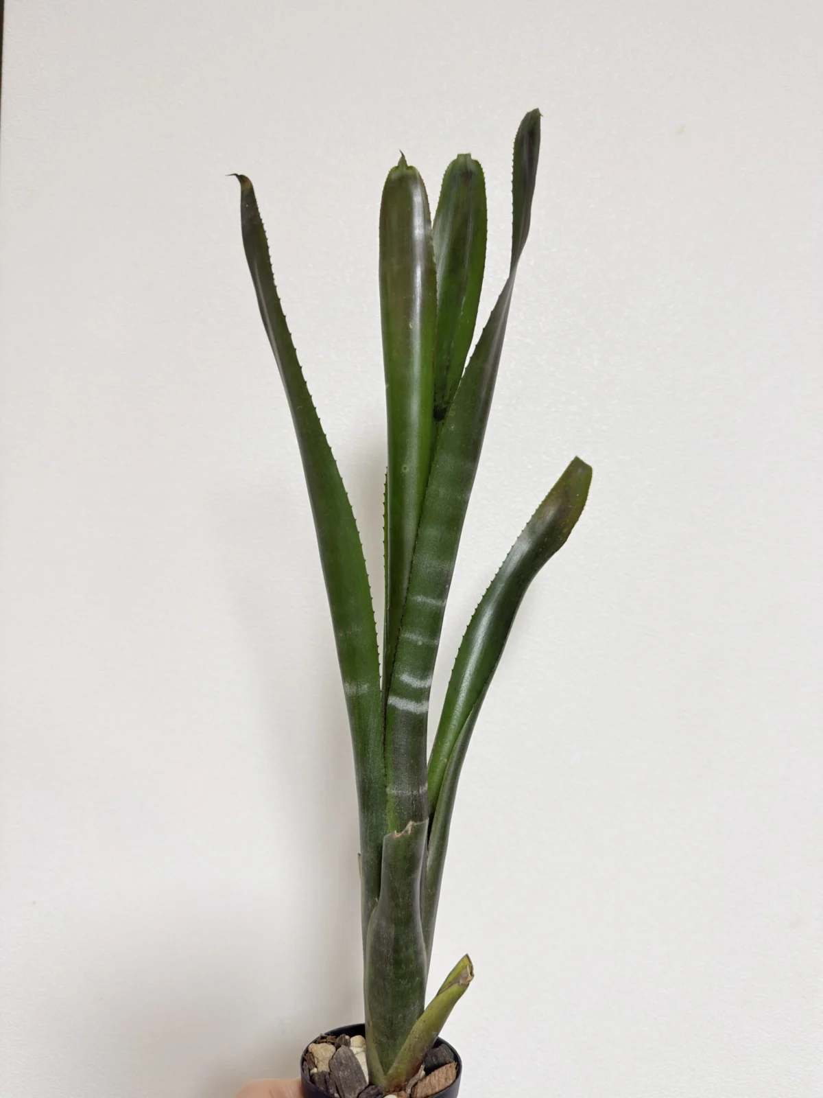 ビルベルギア　ハレルヤ×ダースベイダー　実生