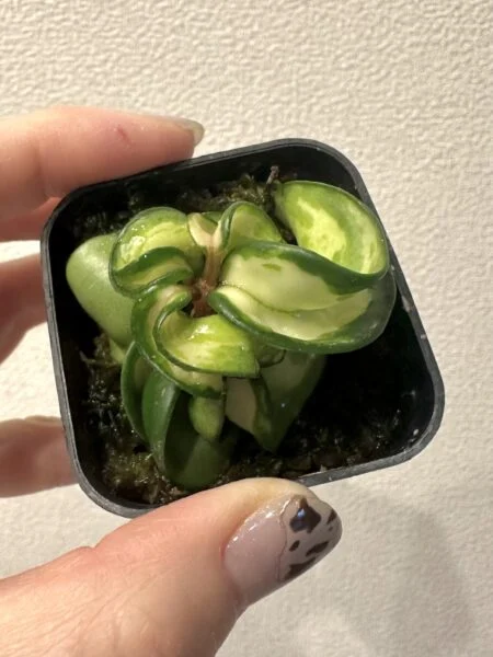 ホヤ　カルノーサ　斑入り