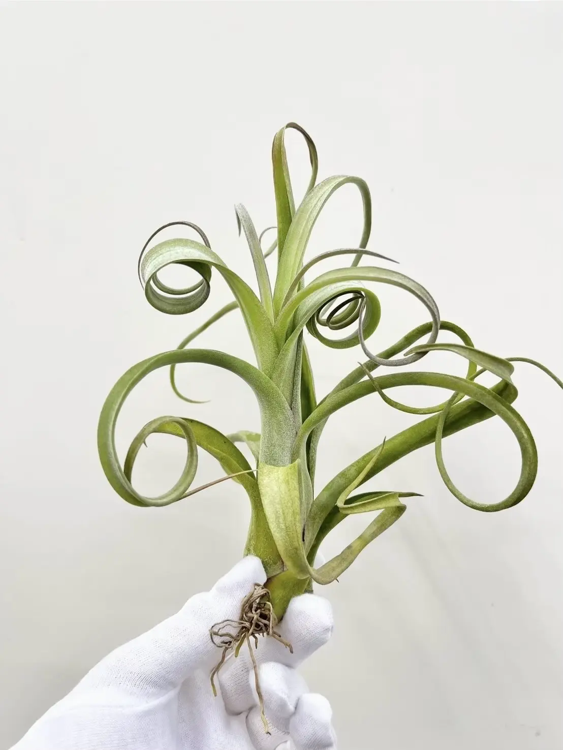 ティランジア カーリースリム