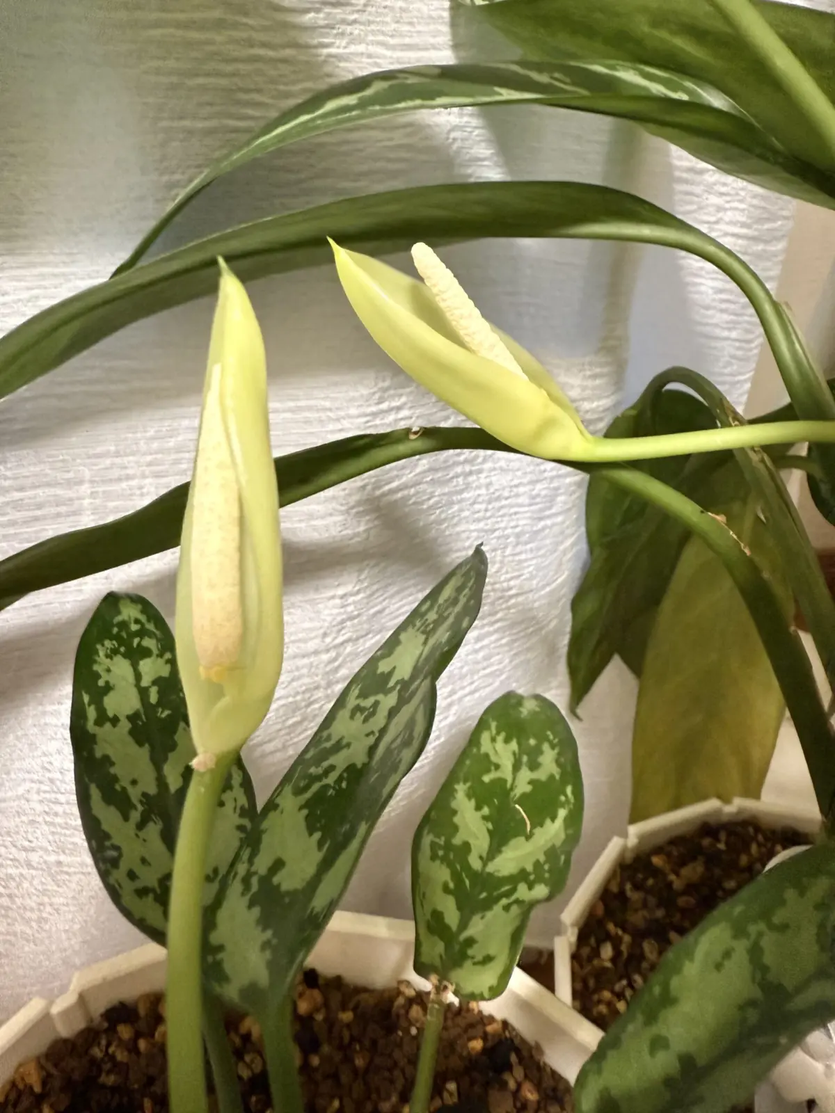 アグラオネマ　マリア　シルバークィーン