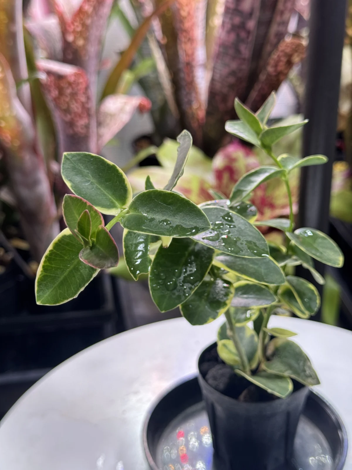 ホヤ クミンギアナ アルボマルギナータ 外斑